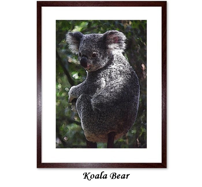 Koala Marsupial Herbivore Arboreal Wildlife